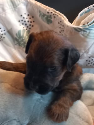 Les chiots de Berger de Brie