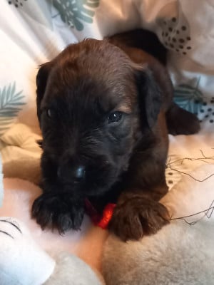 Les chiots de Berger de Brie