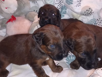 Les chiots de Berger de Brie