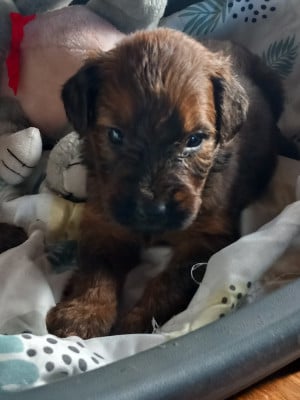 Les chiots de Berger de Brie