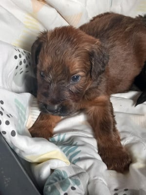 Les chiots de Berger de Brie