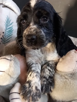 Les chiots de Cocker Spaniel Anglais