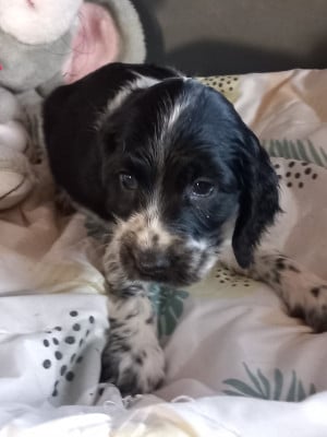 Les chiots de Cocker Spaniel Anglais