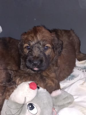 Les chiots de Berger de Brie