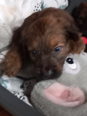 Les chiots de Berger de Brie