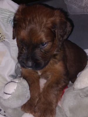 Les chiots de Berger de Brie