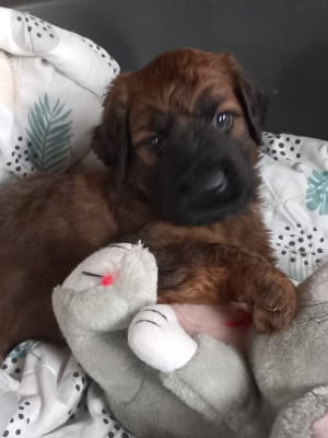 Les chiots de Berger de Brie