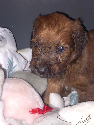 Les chiots de Berger de Brie