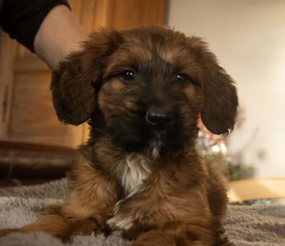 Les chiots de Berger de Brie