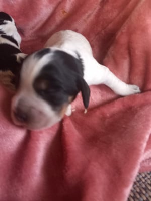 Les chiots de Cocker Spaniel Anglais