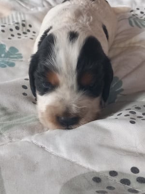 Les chiots de Cocker Spaniel Anglais