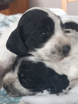 Les chiots de Cocker Spaniel Anglais