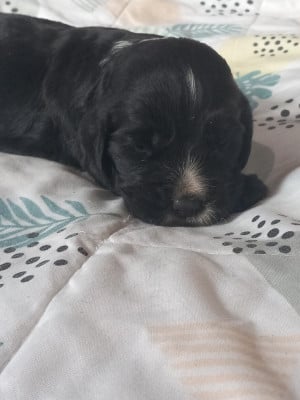 Les chiots de Cocker Spaniel Anglais