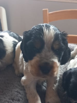 Les chiots de Cocker Spaniel Anglais