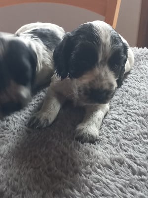 Les chiots de Cocker Spaniel Anglais