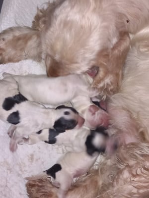 Les chiots de Cocker Spaniel Anglais