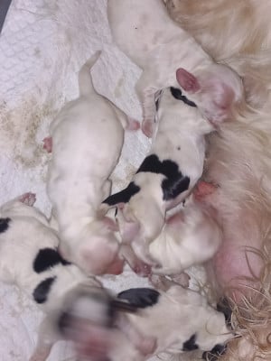 Les chiots de Cocker Spaniel Anglais