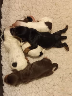 Les chiots de Cocker Spaniel Anglais