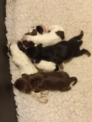 Les chiots de Cocker Spaniel Anglais