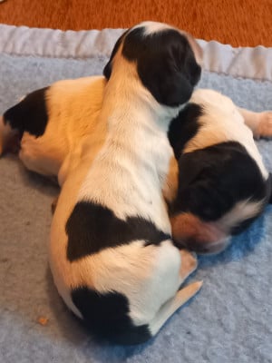 Les chiots de Cocker Spaniel Anglais