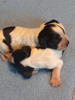 Les chiots de Cocker Spaniel Anglais