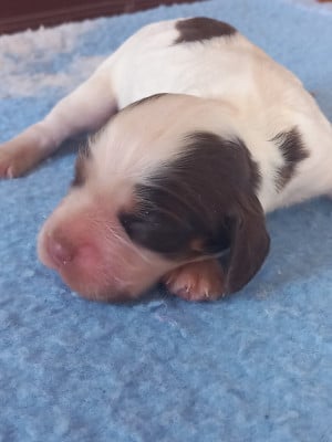 B... - Cocker Spaniel Anglais