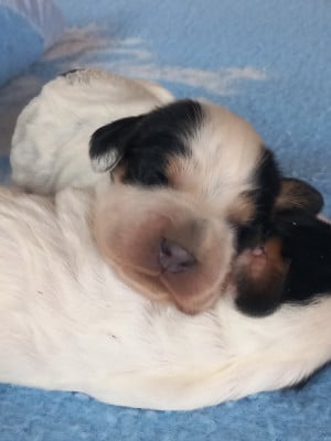 Les chiots de Cocker Spaniel Anglais