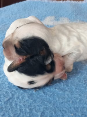 Les chiots de Cocker Spaniel Anglais