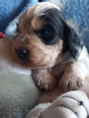 Les chiots de Cocker Spaniel Anglais