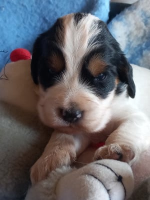 Les chiots de Cocker Spaniel Anglais