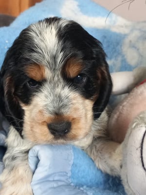 Les chiots de Cocker Spaniel Anglais