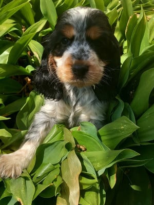 Les chiots de Cocker Spaniel Anglais