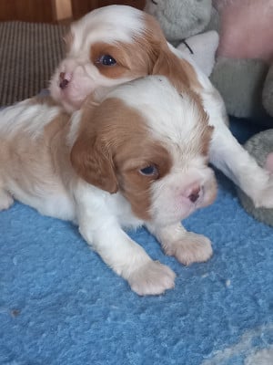Les chiots de Cavalier King Charles Spaniel