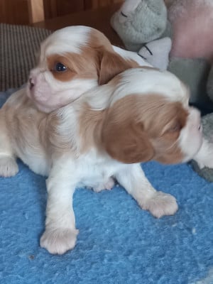 Les chiots de Cavalier King Charles Spaniel