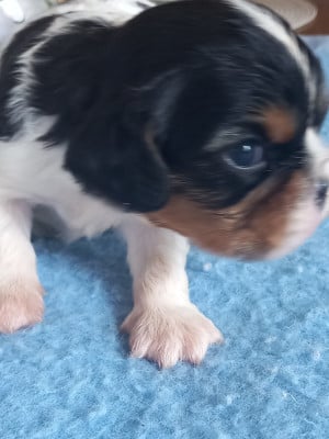 Les chiots de Cavalier King Charles Spaniel