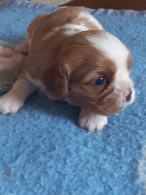 Les chiots de Cavalier King Charles Spaniel
