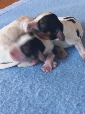 Les chiots de Cocker Spaniel Anglais