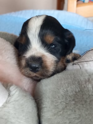 Les chiots de Cocker Spaniel Anglais