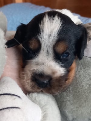 Les chiots de Cocker Spaniel Anglais