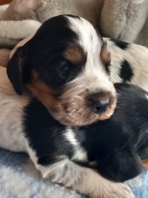 Les chiots de Cocker Spaniel Anglais
