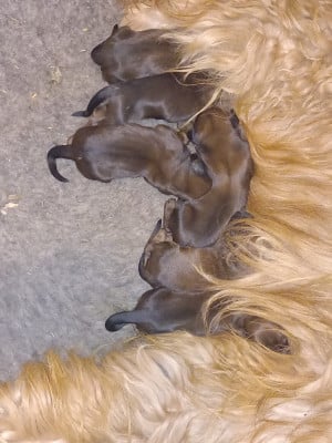 Les chiots de Berger de Brie