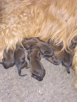 Les chiots de Berger de Brie