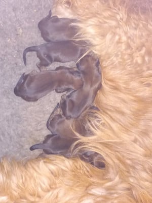 Les chiots de Berger de Brie