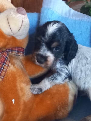 Les chiots de Cocker Spaniel Anglais