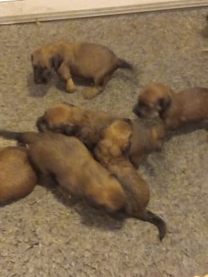 Les chiots de Berger de Brie