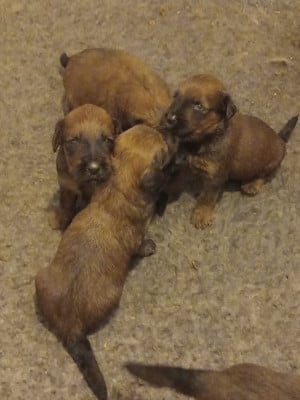 Les chiots de Berger de Brie