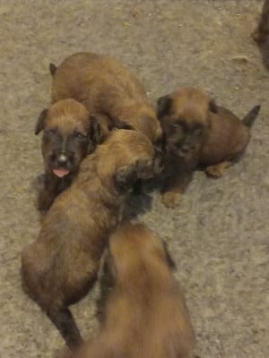 Les chiots de Berger de Brie