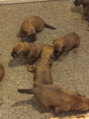 Les chiots de Berger de Brie