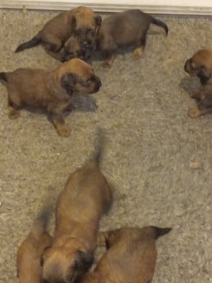 Les chiots de Berger de Brie