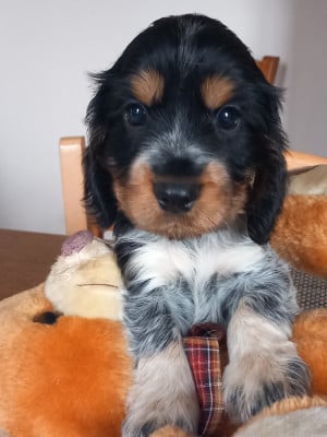 Les chiots de Cocker Spaniel Anglais